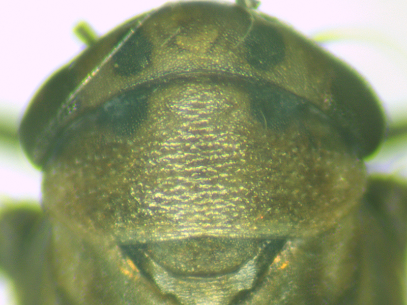 Anaceratagallia ribauti